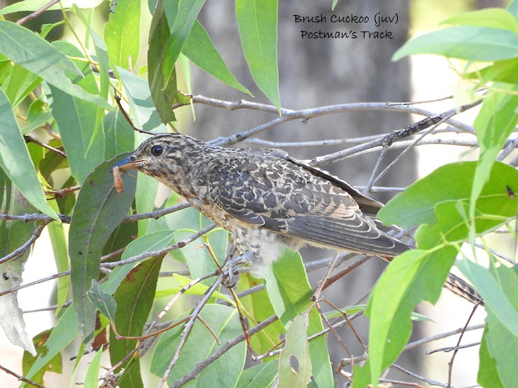 Brush Cuckoo - ML320464721