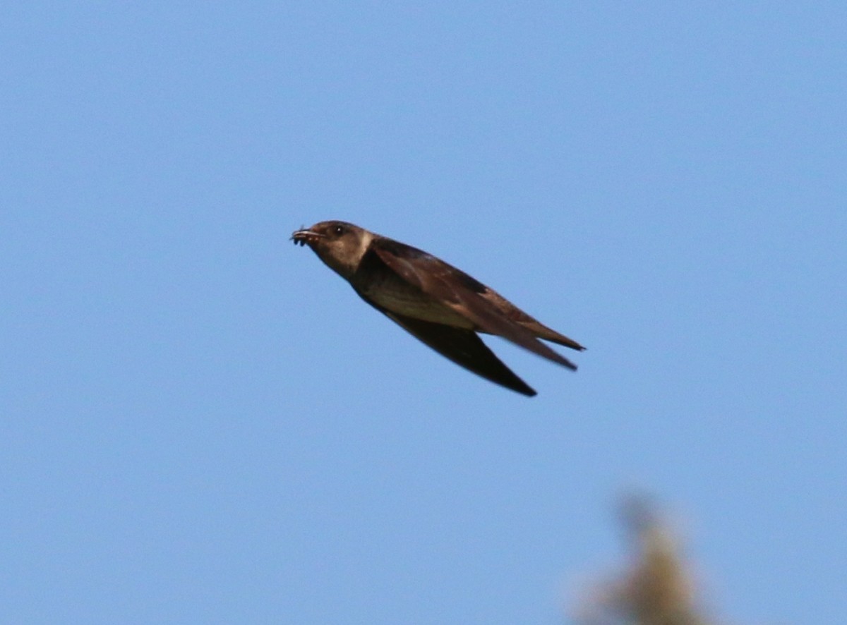 Purple Martin - Tom Benson