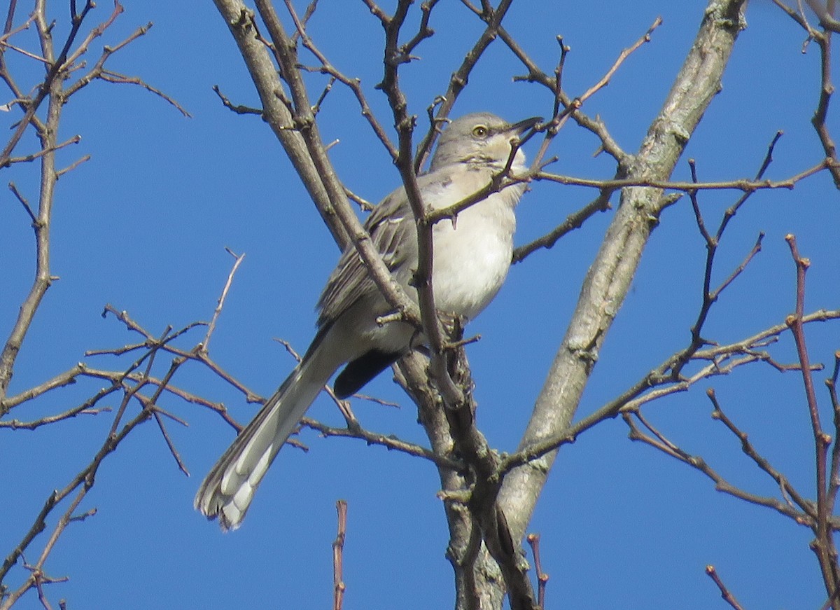 Northern Mockingbird - ML320466761