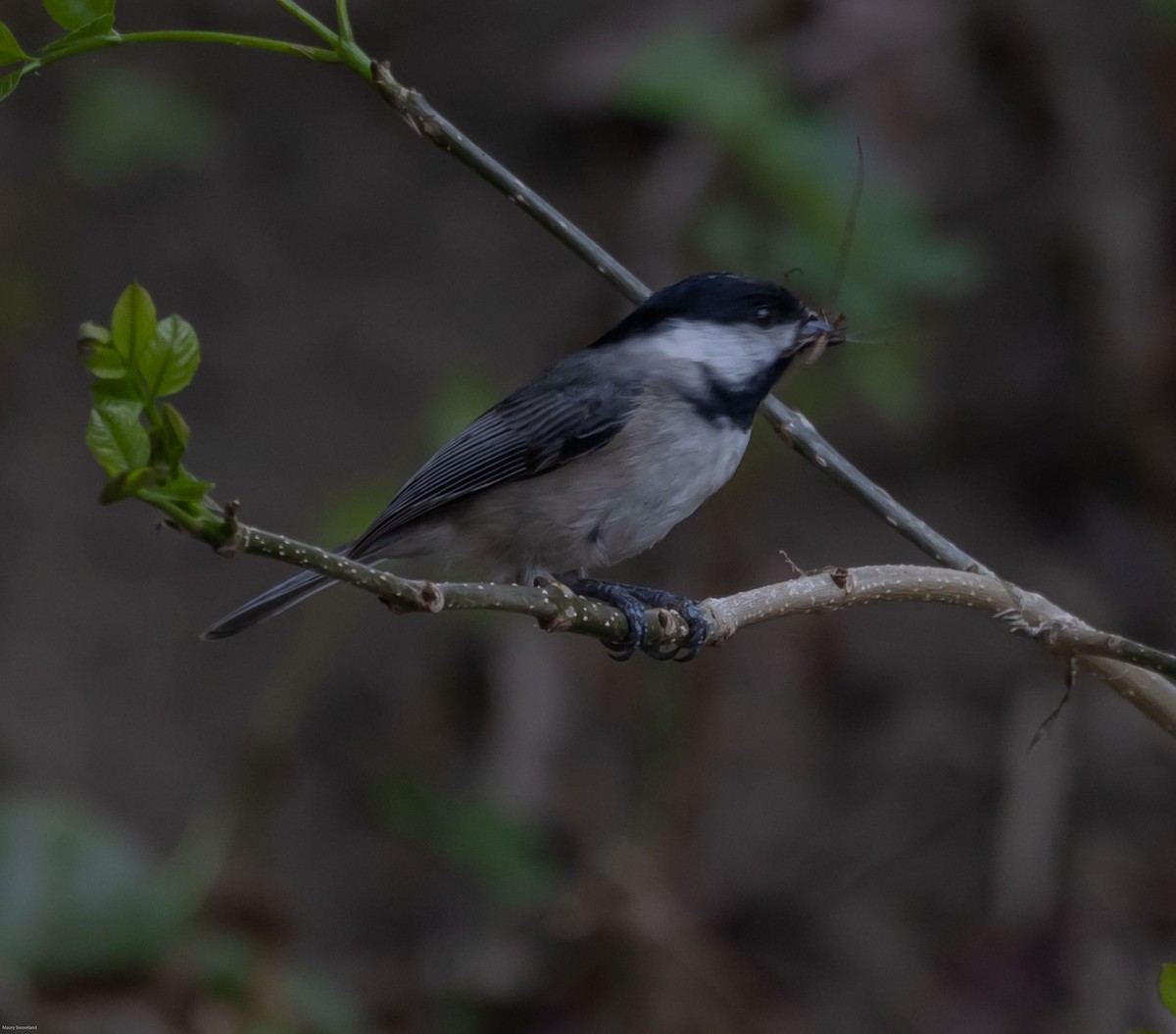 Carolina Chickadee - ML320468611