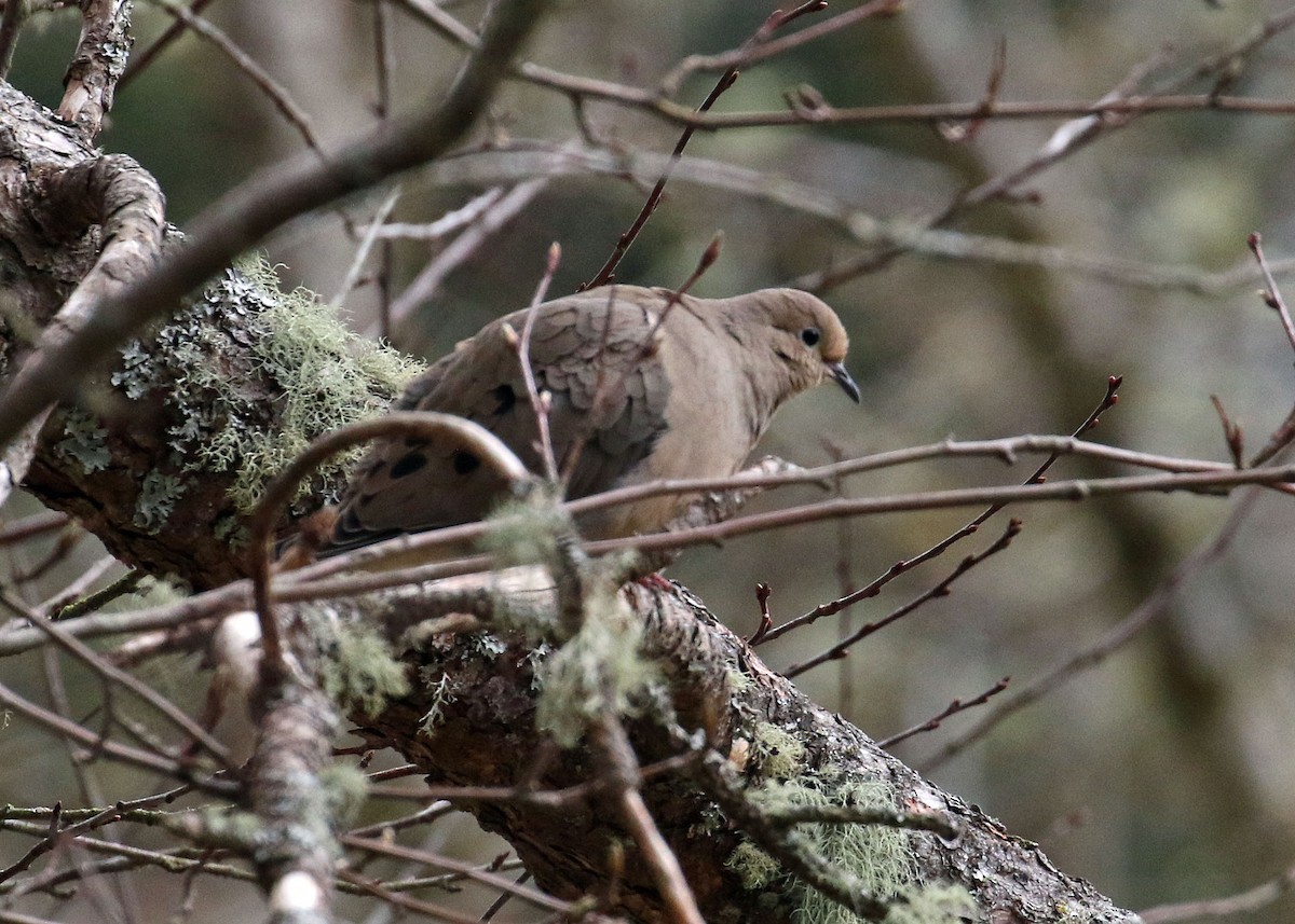 Mourning Dove - ML320469091