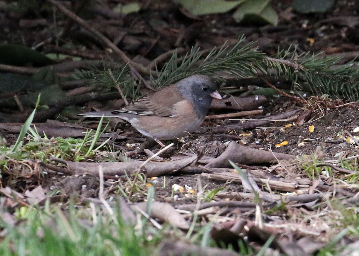 Junco ardoisé - ML320470831