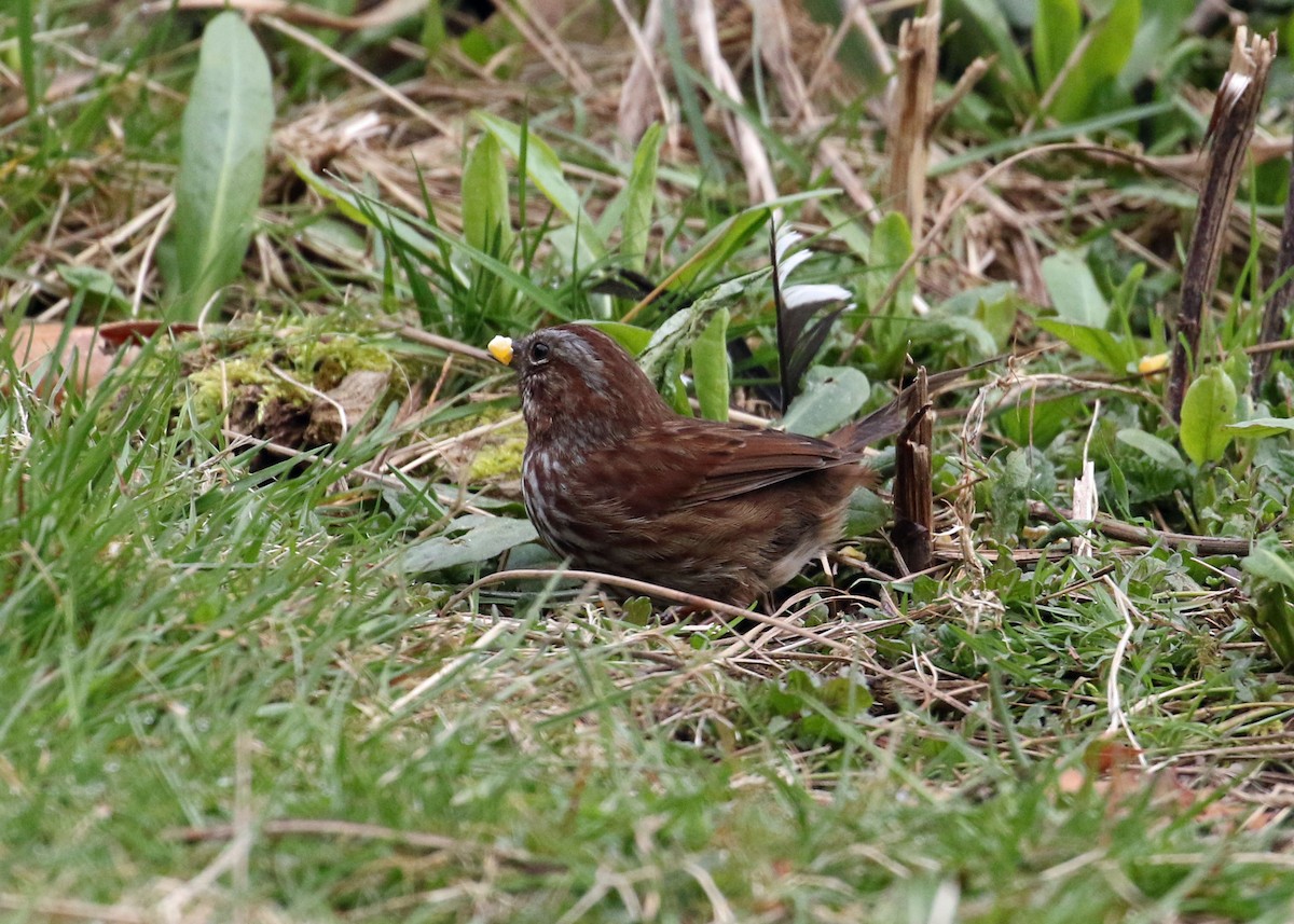 Song Sparrow - ML320471001