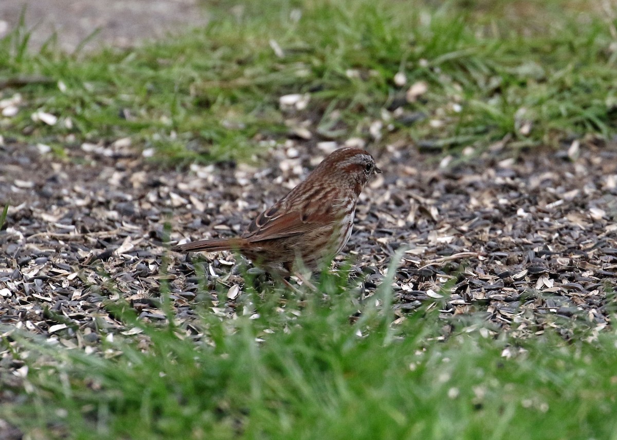 Song Sparrow - ML320471011