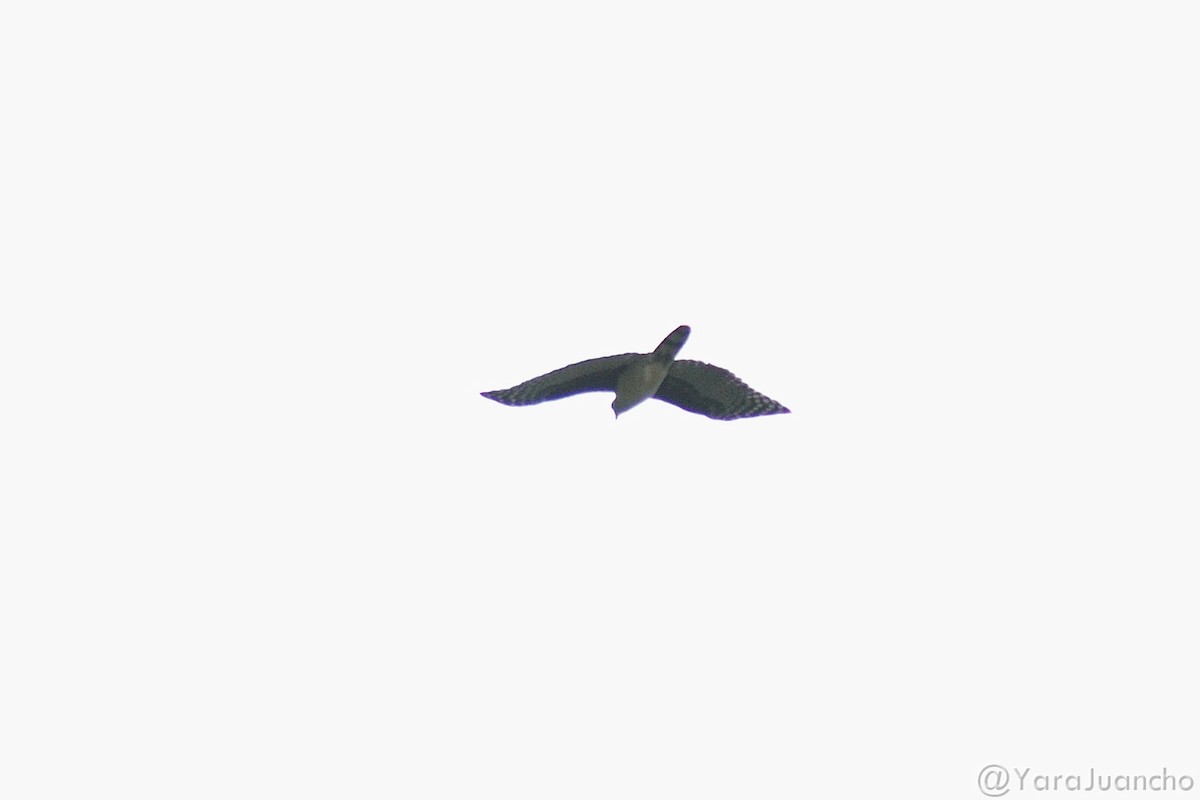 Gray-headed Kite - Juan Escudero