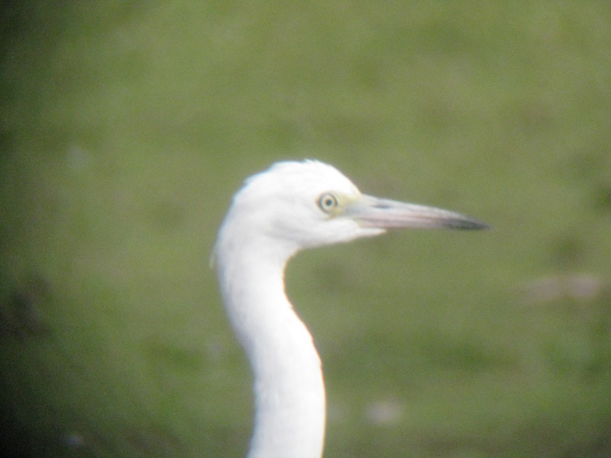 Little Blue Heron - Paul Heveran