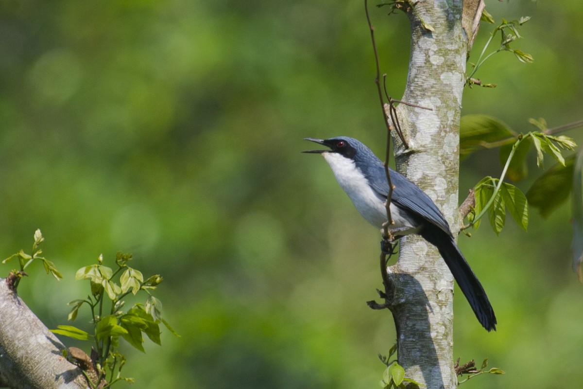 Blue-and-white Mockingbird - ML32047911