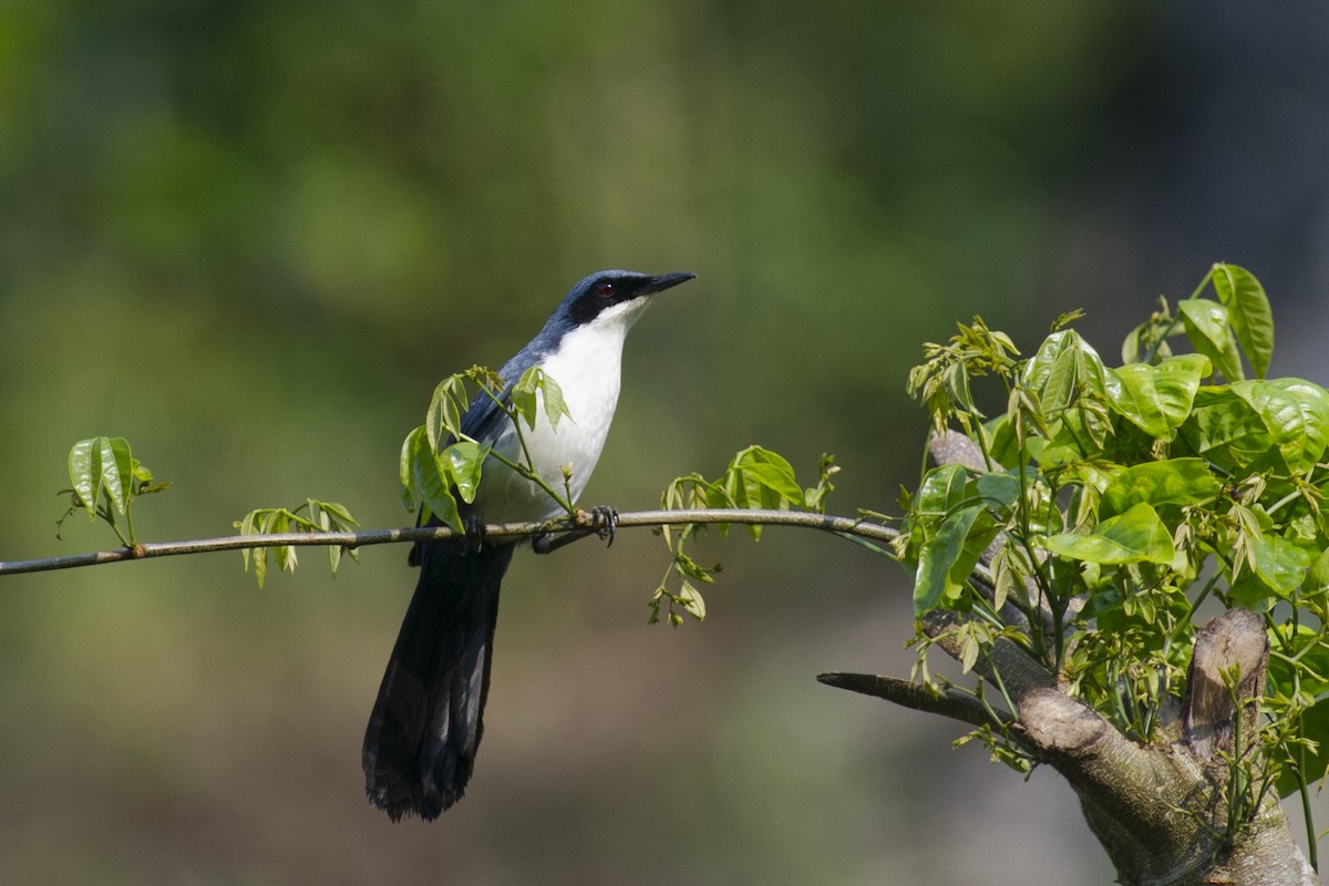 Blue-and-white Mockingbird - ML32047921