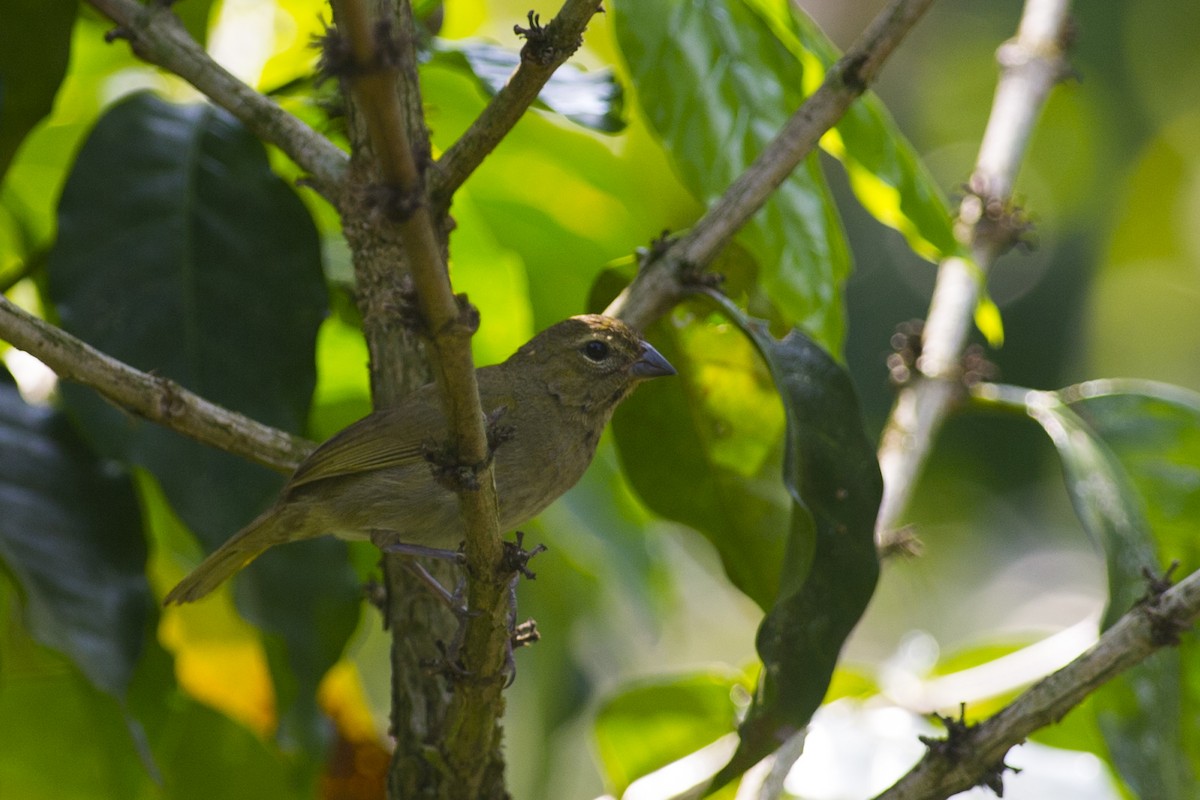 Yellow-faced Grassquit - ML32047981