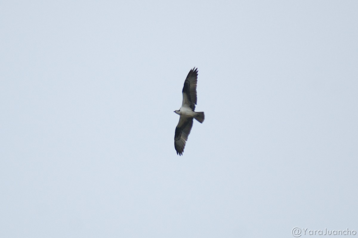 Balbuzard pêcheur - ML320479881