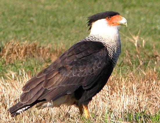 Crested Caracara (Northern) - Don Roberson