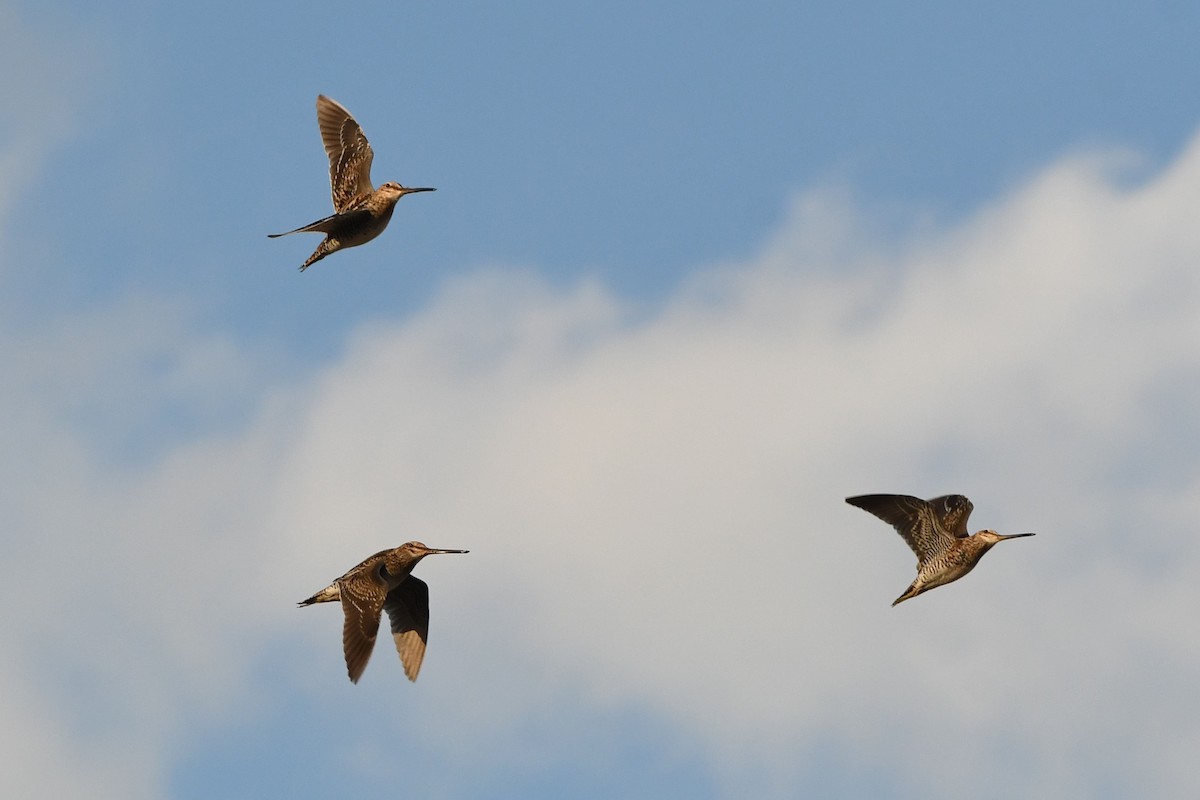 Wilson's Snipe - ML320480461