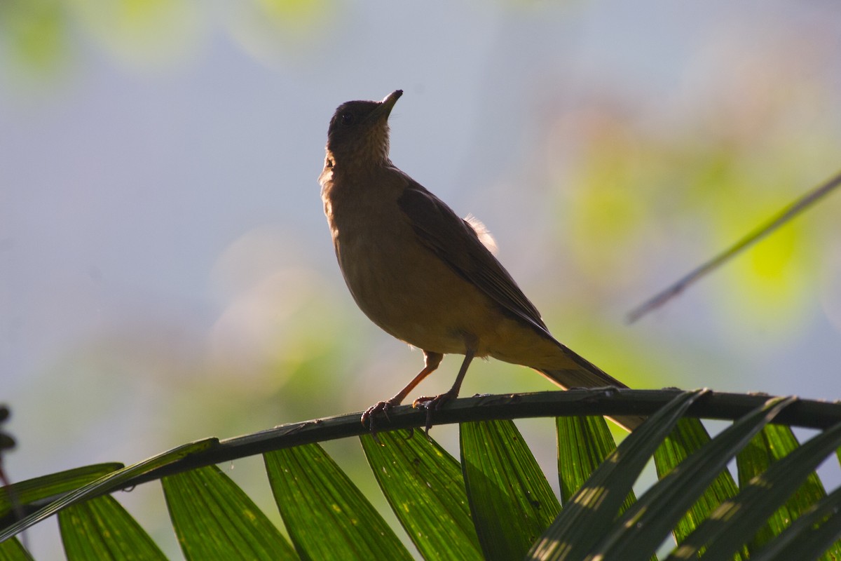 Clay-colored Thrush - ML32048091