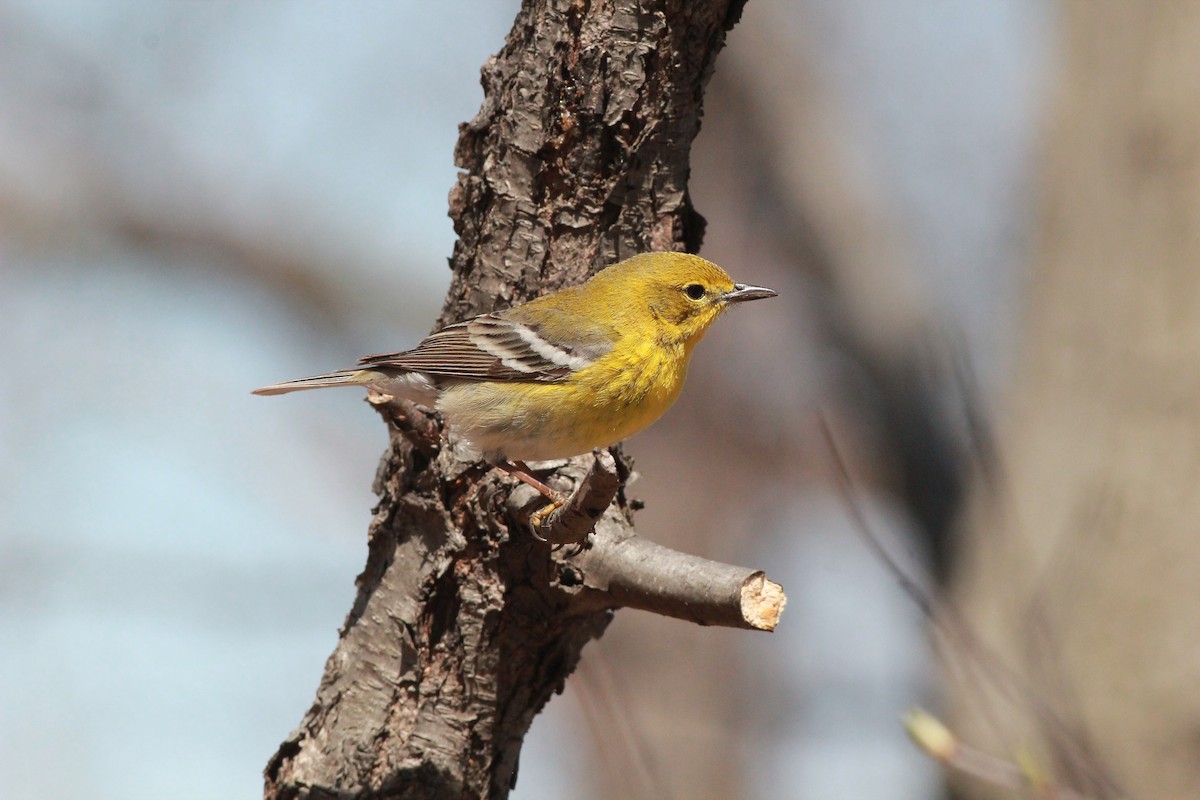 Pine Warbler - william andermann