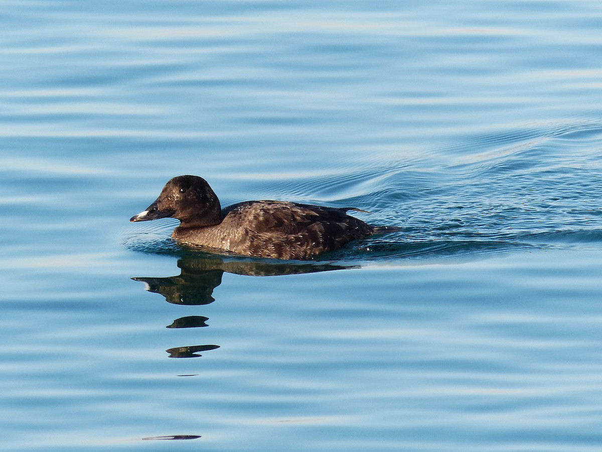 White-winged Scoter - ML320483701