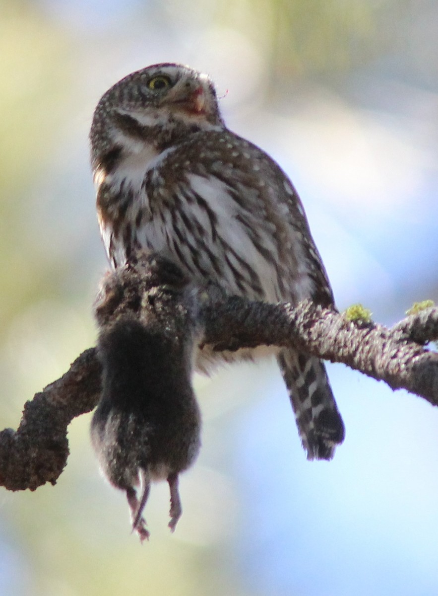 Northern Pygmy-Owl - ML320485361