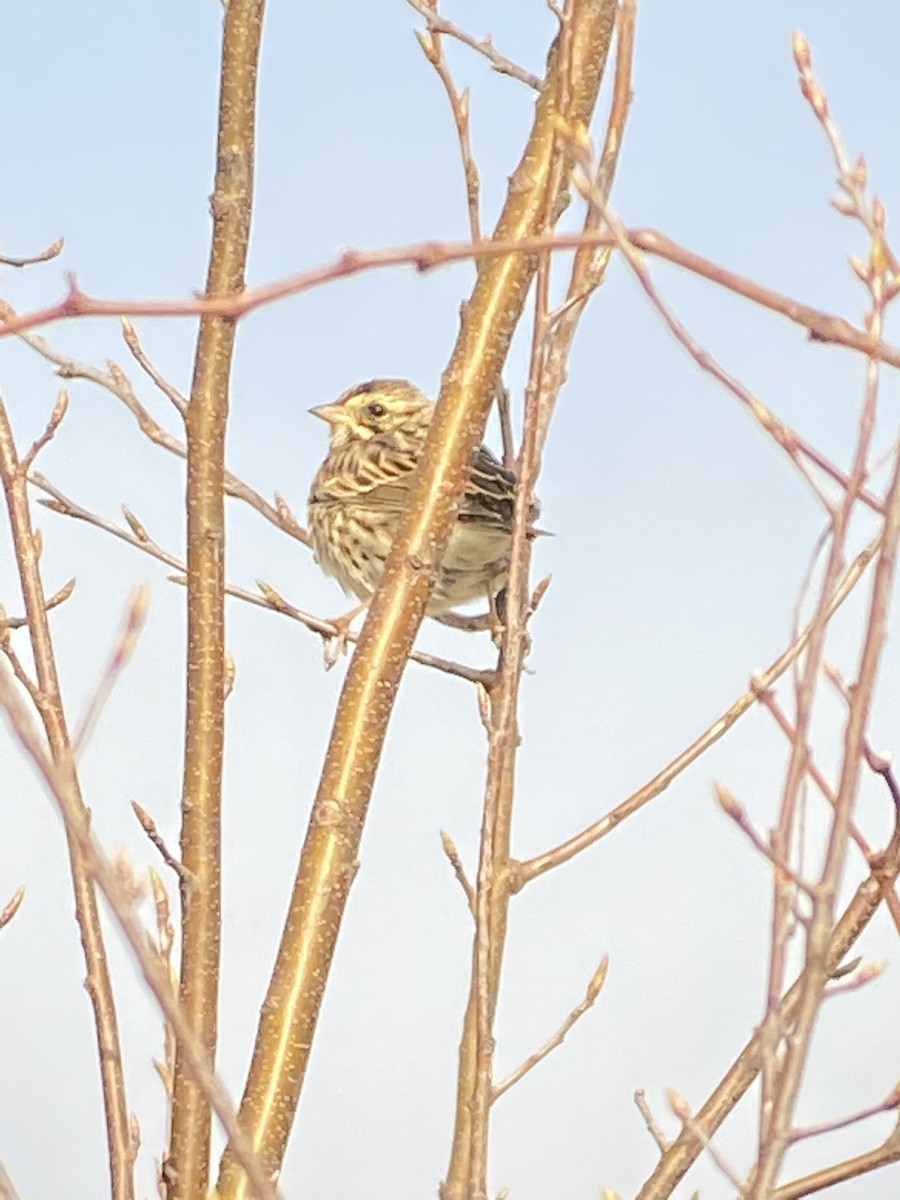 Savannah Sparrow - ML320485581