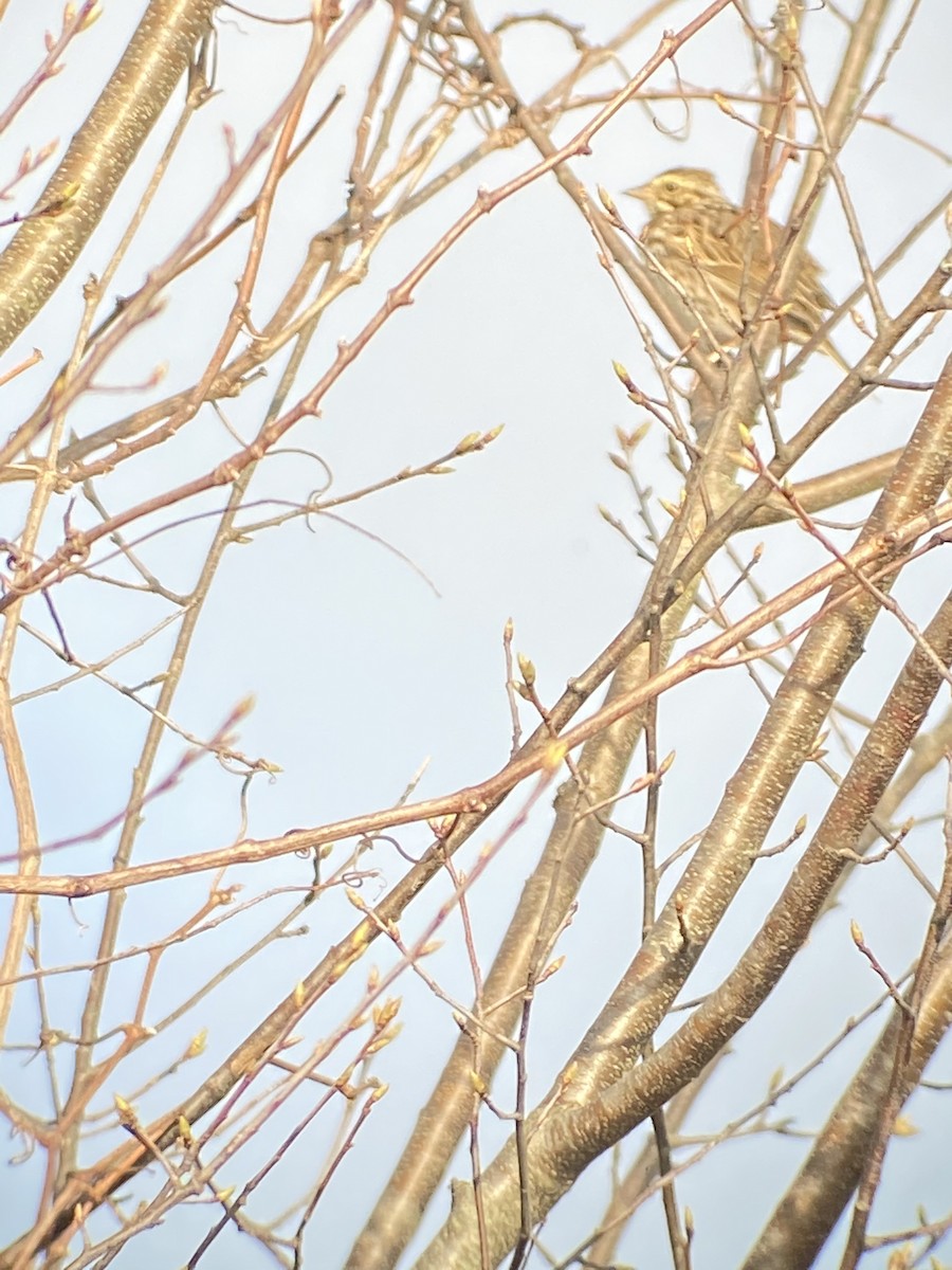 Savannah Sparrow - ML320485591