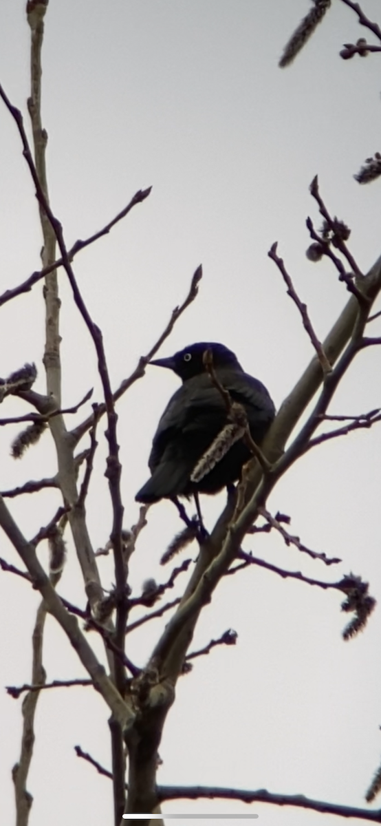 Rusty Blackbird - ML320485691