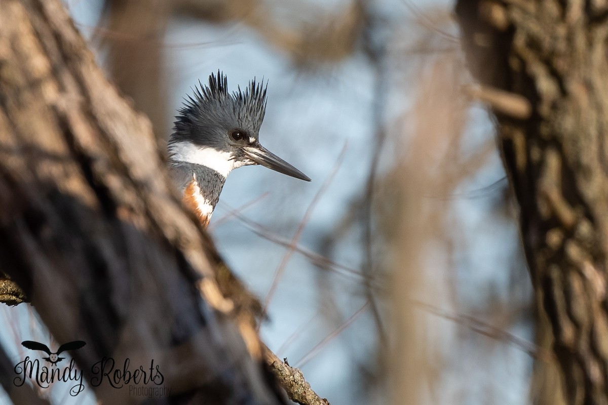 Belted Kingfisher - ML320487411