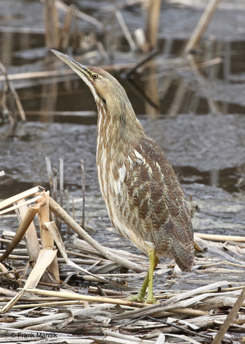 American Bittern - Frank Mantlik