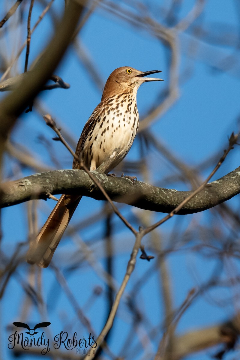 Brown Thrasher - ML320487531