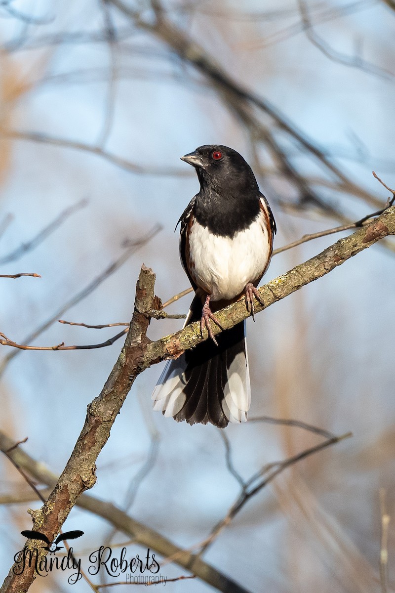 Eastern Towhee - Mandy Roberts