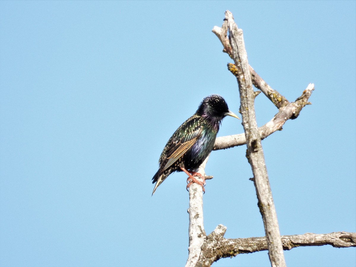 European Starling - ML320487611