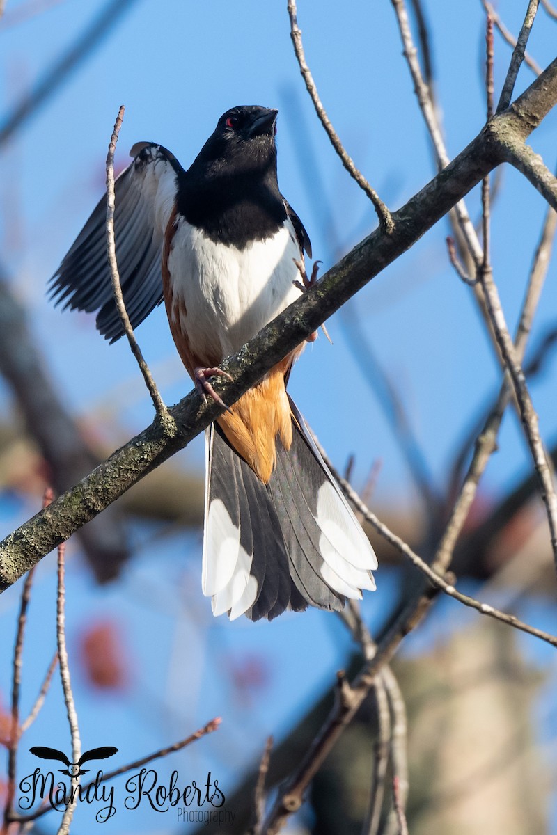 Eastern Towhee - Mandy Roberts