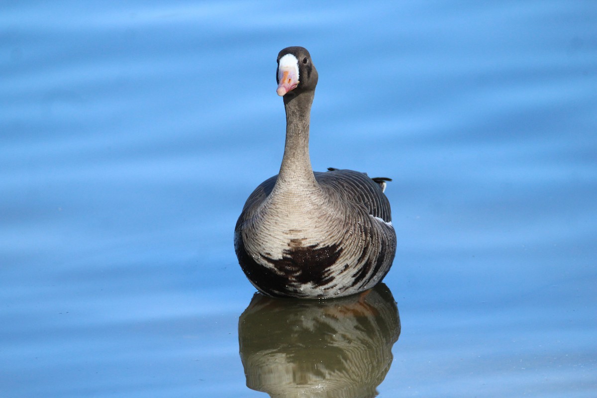 Greater White-fronted Goose - ML320488551