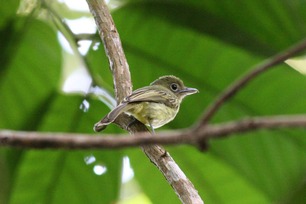 Western Olivaceous Flatbill - ML320489381