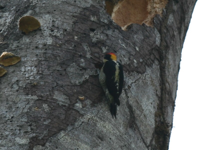 Beautiful Woodpecker - Justyn Stahl