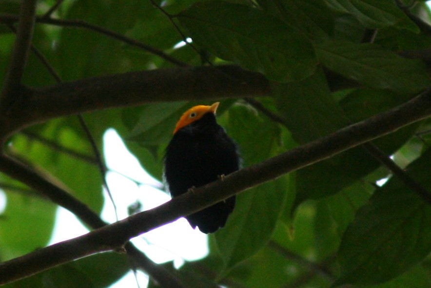 Manakin à tête d'or - ML320489471