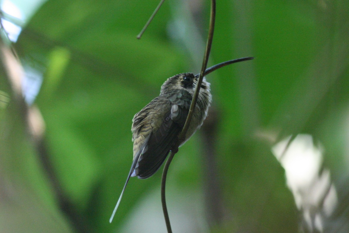 Long-billed Hermit - Justyn Stahl