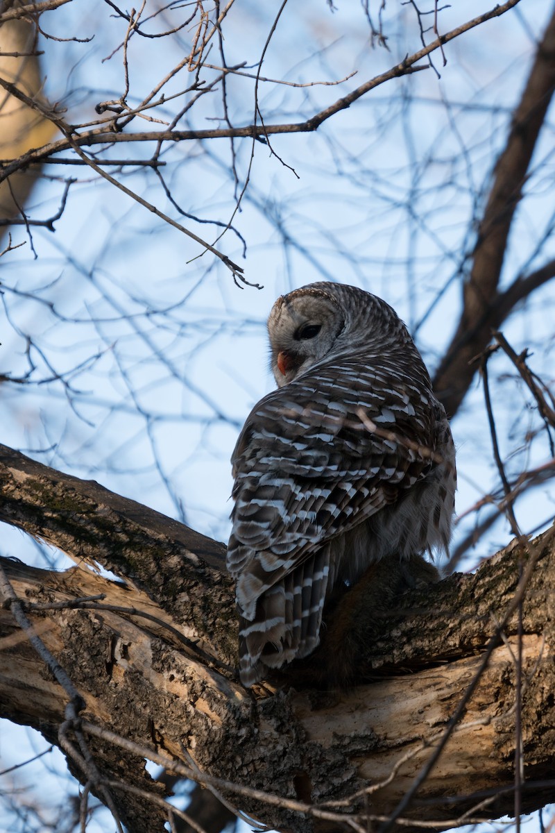 Barred Owl - ML320489701