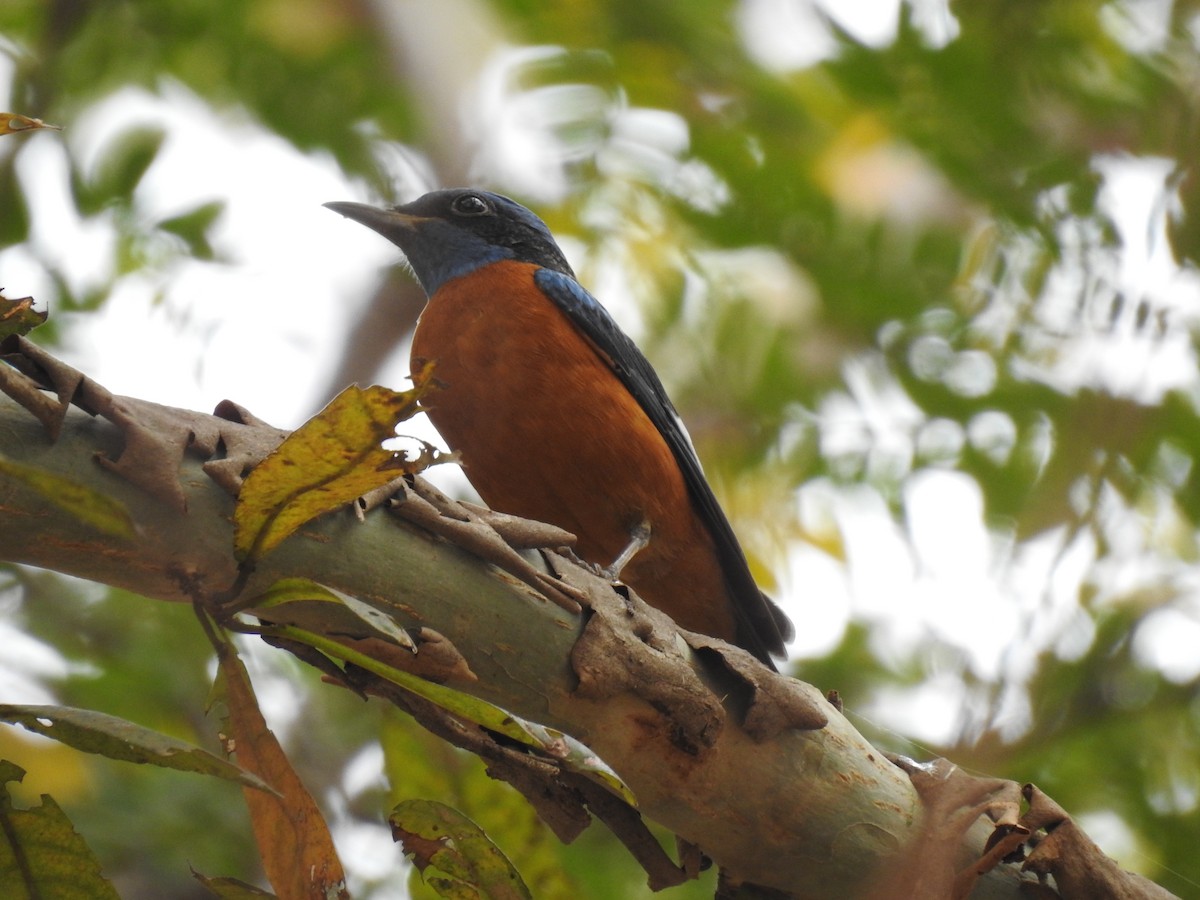 Blue-capped Rock-Thrush - ML320490141