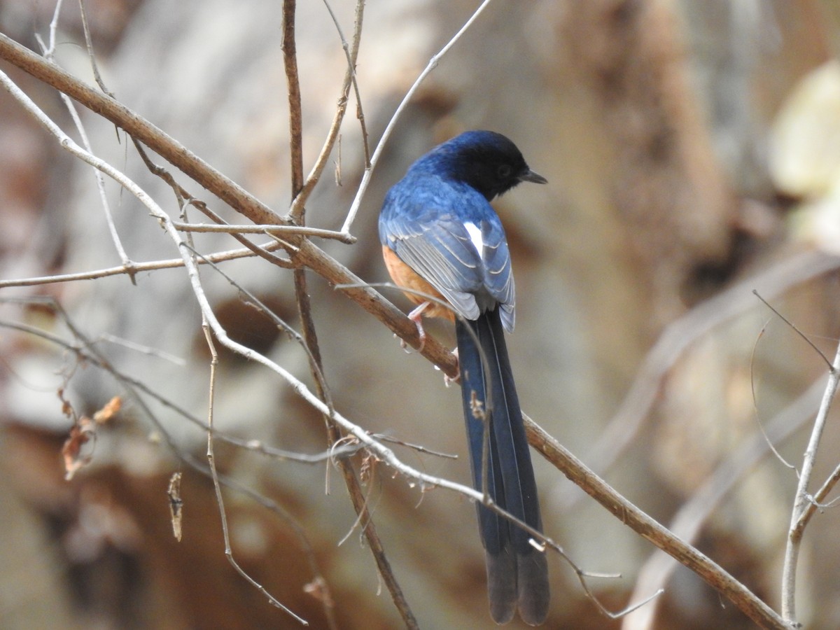 White-rumped Shama - ML320490571