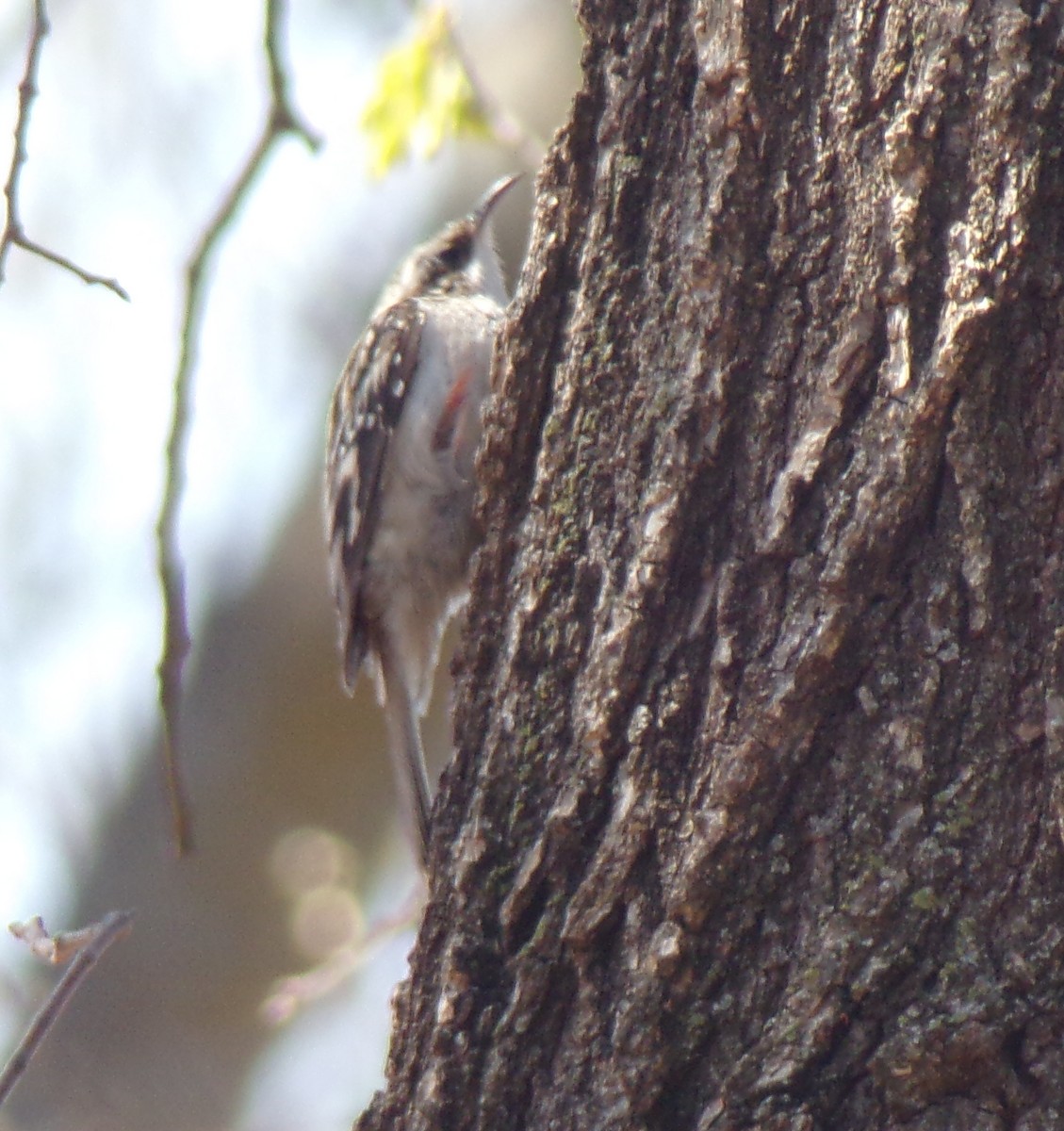 Brown Creeper - ML320493481