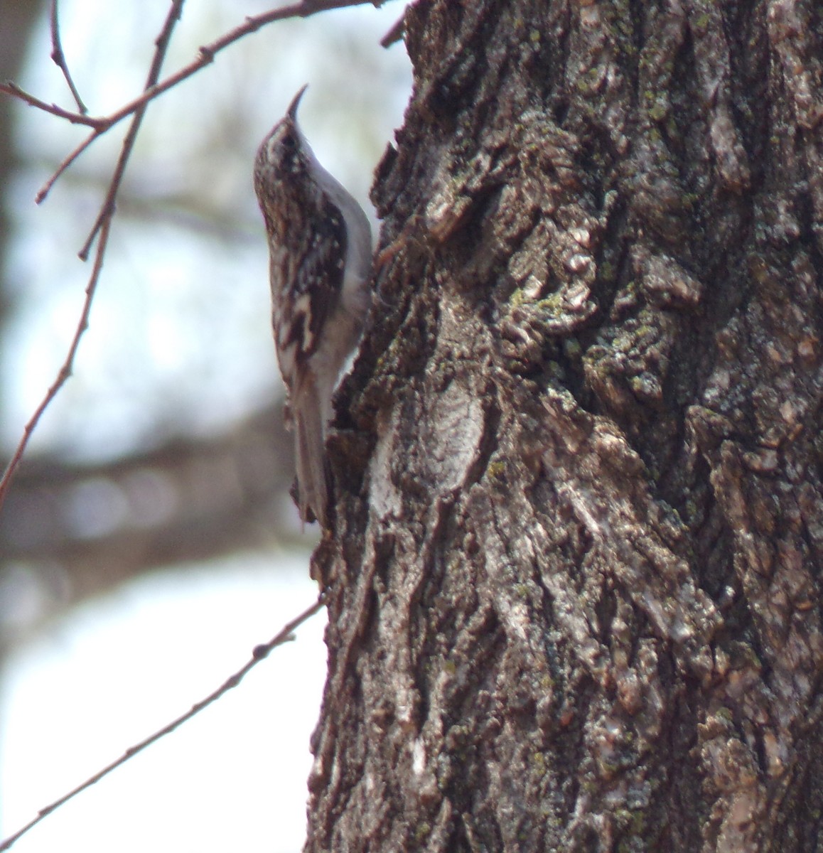 Brown Creeper - ML320493491