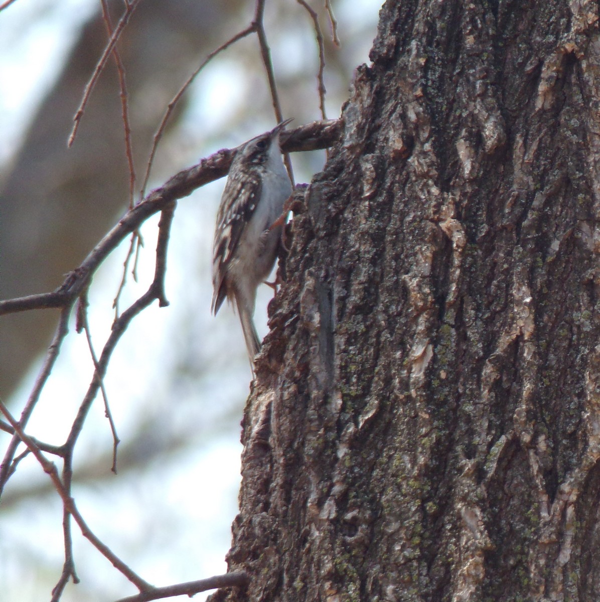 Brown Creeper - ML320493691