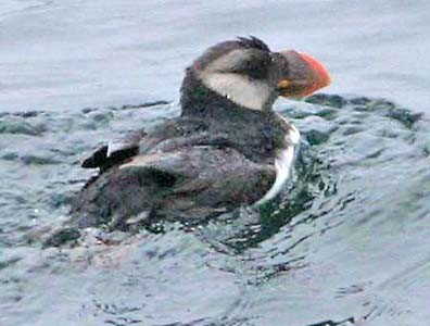 Horned Puffin - Don Roberson