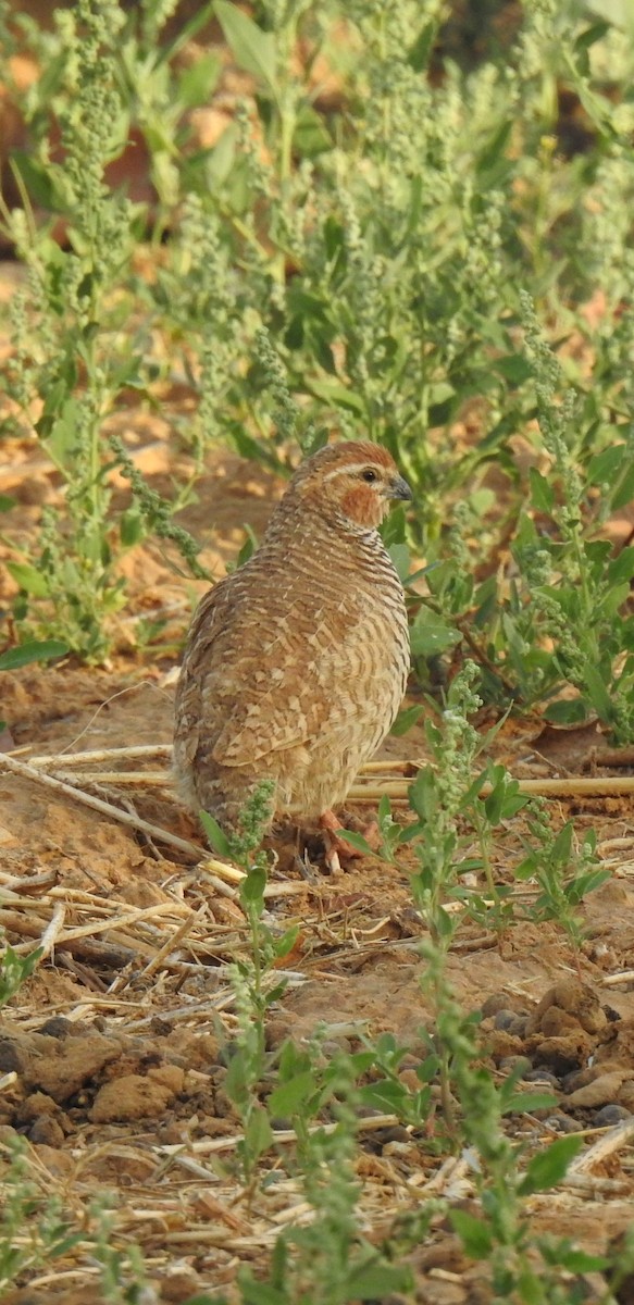 Rock Bush-Quail - ML320494621