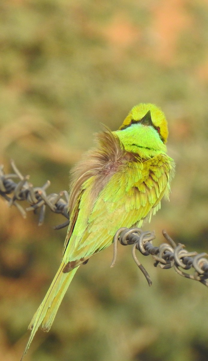 Asian Green Bee-eater - ML320495151