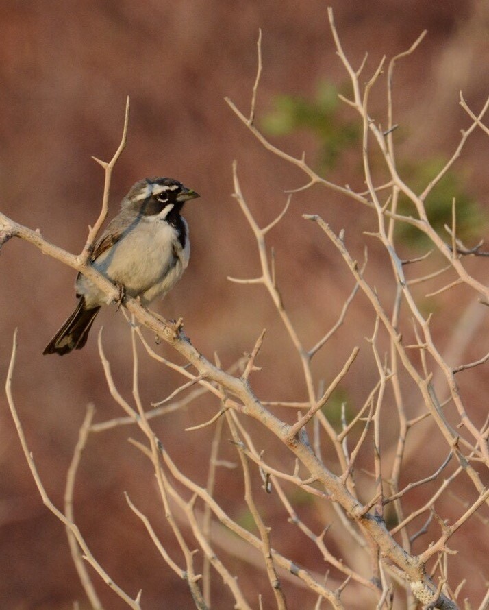 Black-throated Sparrow - Bernardo Zorrilla Garza