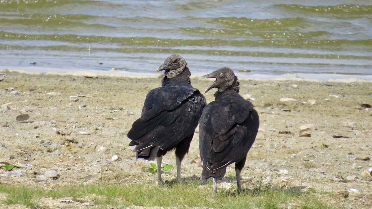 Black Vulture - Lisa Owens