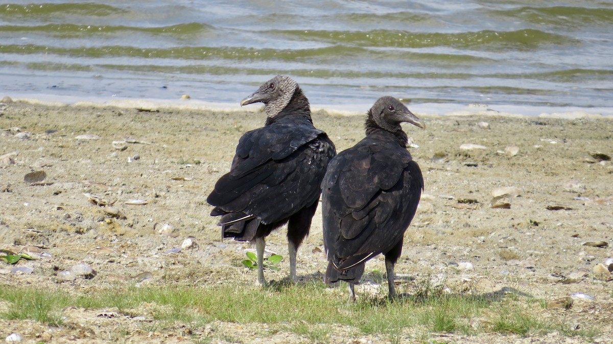 Black Vulture - ML320496631