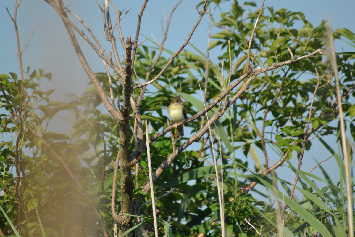 Least Flycatcher - ML32049861