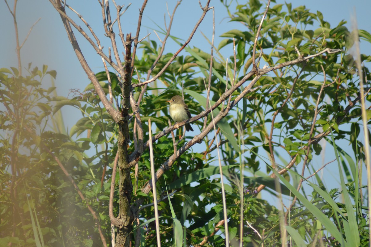 Least Flycatcher - ML32049871