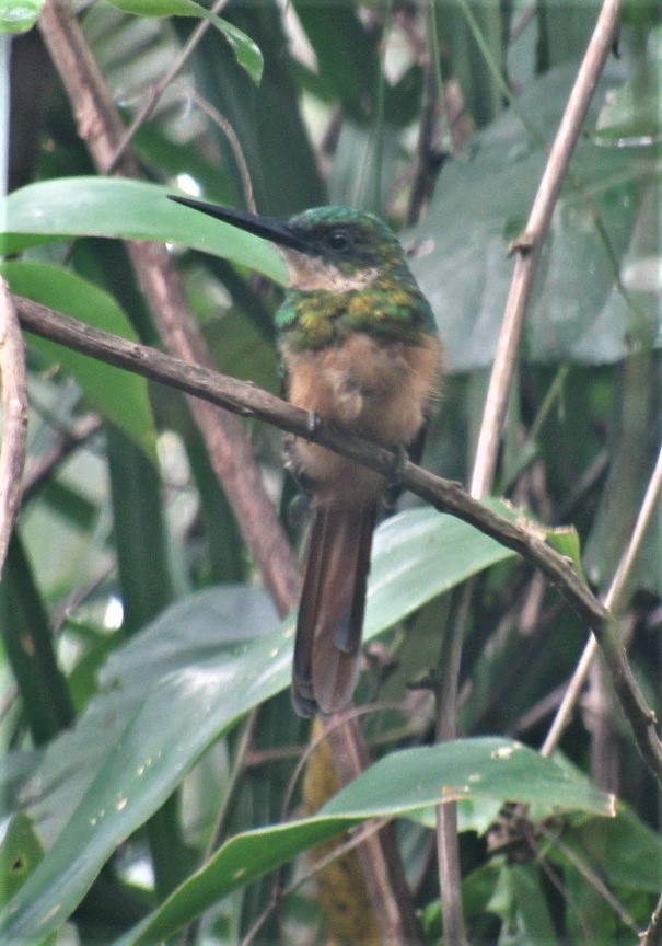 Rufous-tailed Jacamar - ML320499551