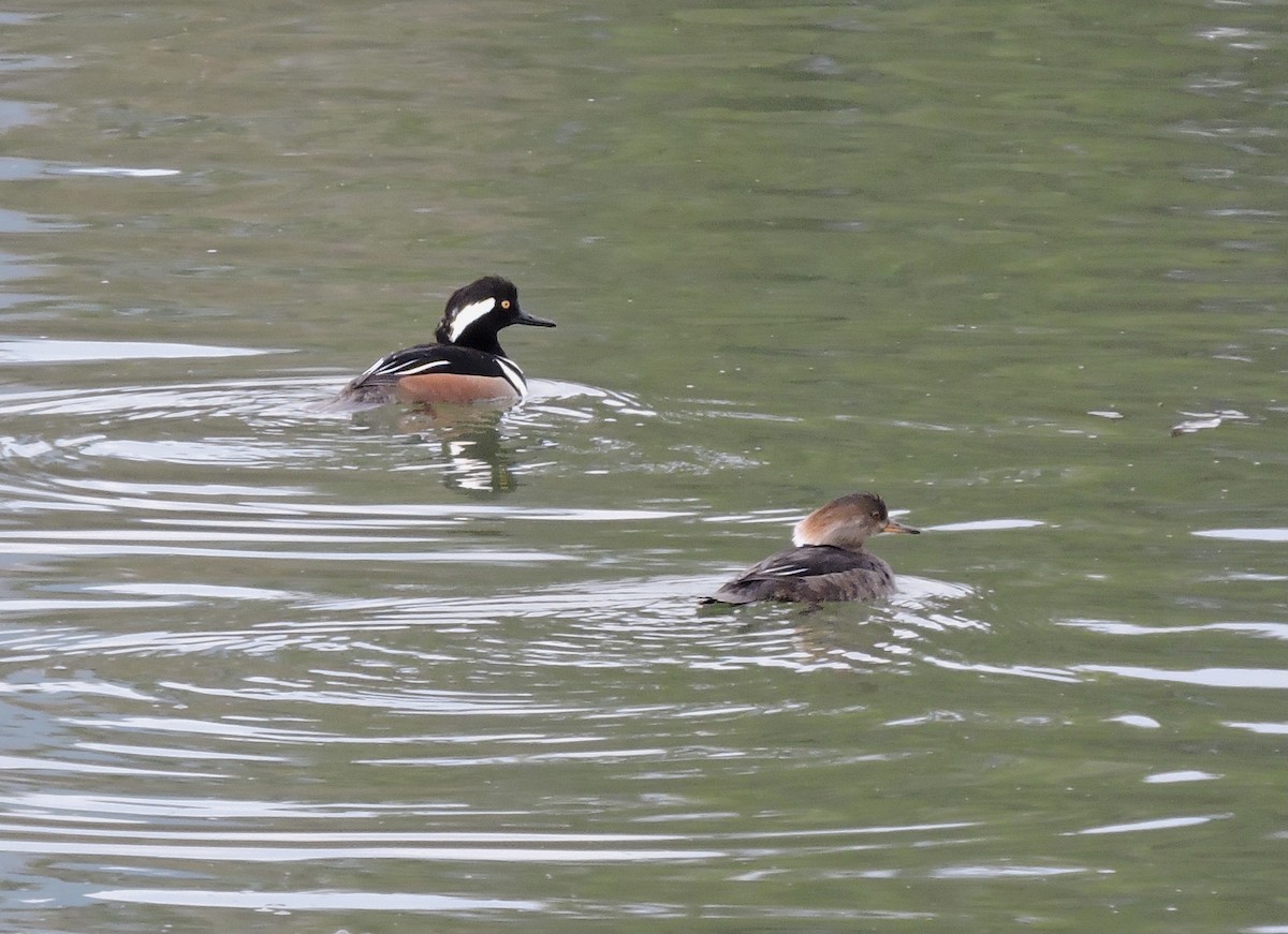 Hooded Merganser - ML320500481